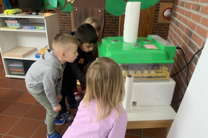 Kükenprojekt in der AWO Kita Geilenkirchen-Mitte 4