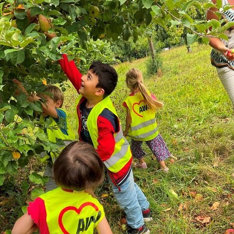Von der Apfelernte bis zum Apfelsaft - Kita Übach führte Apfelprojekt durch 10