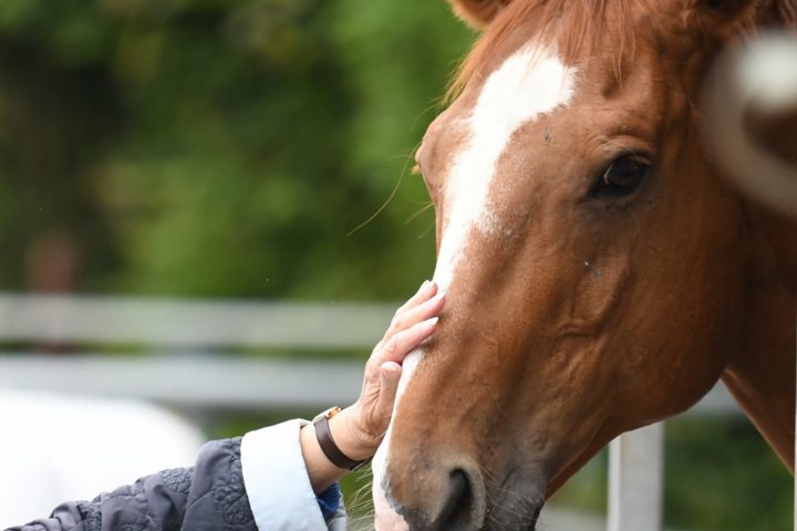 AWO Altenzentrum auf Tour - Ausflug zum Pferdehof 9