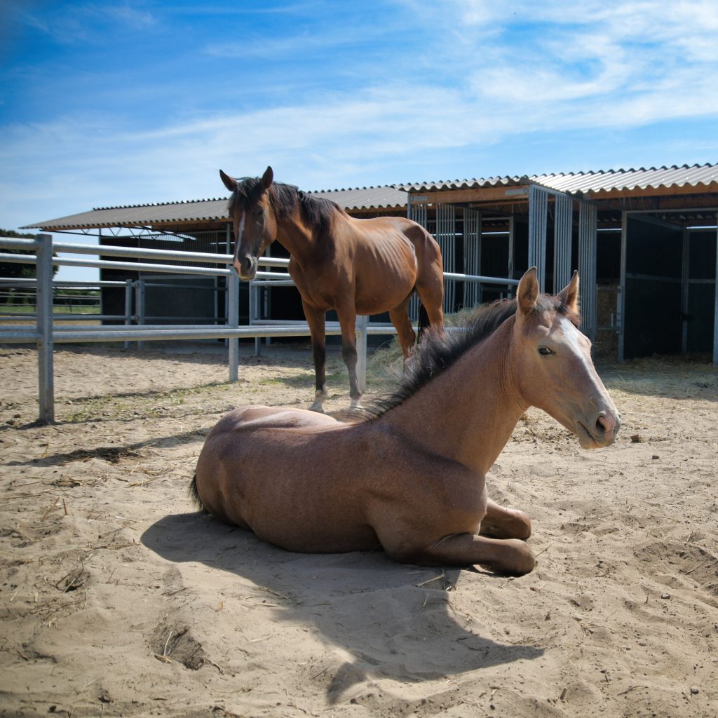 Senior*innen genießen traditionellen Ausflug zum Pferdehof Pütt 3