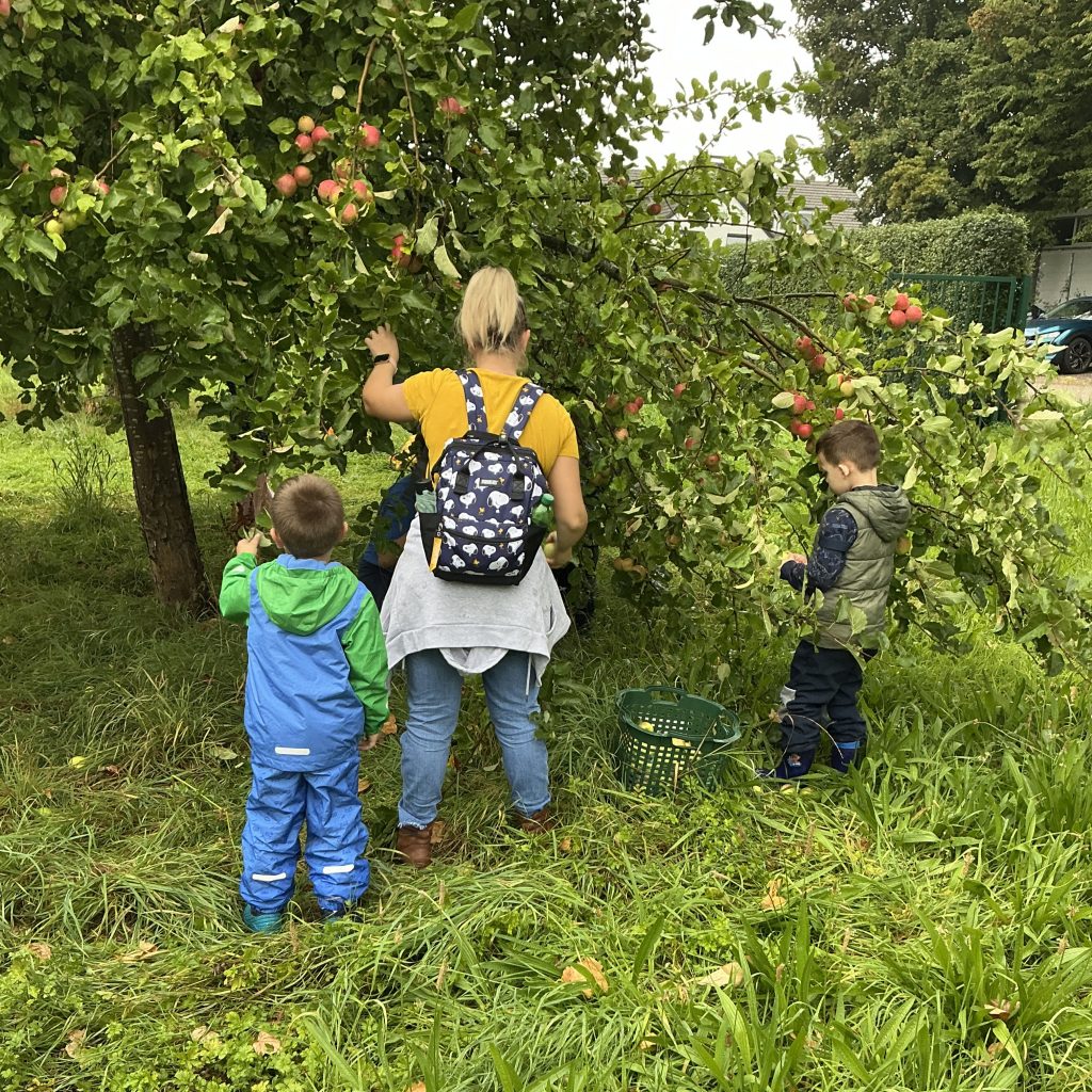 Vom Baum ins Glas- Apfelprojekt in der AWO Kita Übach 2 Vom Baum ins Glas- Apfelprojekt in der AWO Kita Übach 2