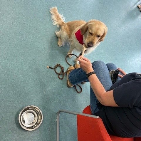 Hundeführerschein dür die Schulkinder der AWO Kita Ratheim 4