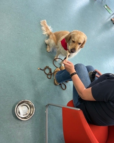 Hundeführerschein dür die Schulkinder der AWO Kita Ratheim 1