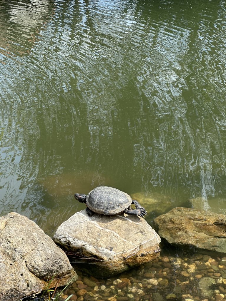 Teich Reinigung im Park der AWO im Kreis Heinsberg 8 Teich Reinigung im Park der AWO im Kreis Heinsberg 8